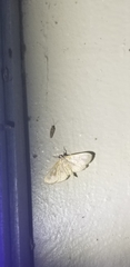 Blepharomastix ranalis