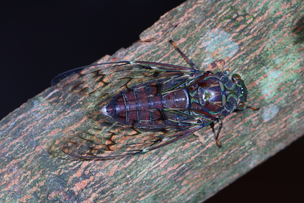 Trombonia ponderosa