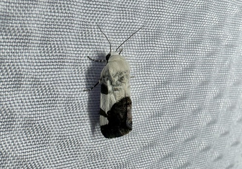 Four-spotted Bird-dropping Moth photo 3