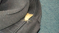 Mythimna unipuncta