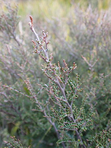 Alpine Bossiaea (Bossiaea alpina)