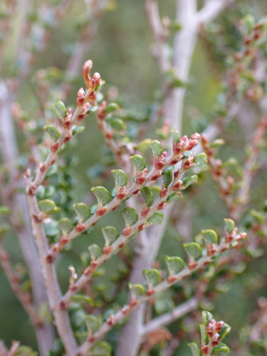 Image of Bossiaea alpina by (c) Nina Kerr, some rights reserved (CC BY)