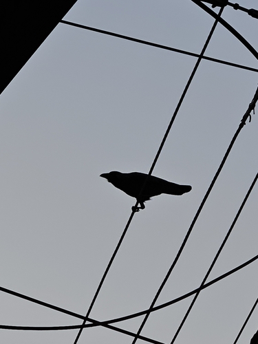 House Crow