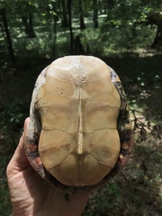 Chrysemys dorsalis