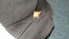 Mythimna unipuncta