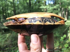 Chrysemys dorsalis