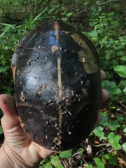 Chrysemys dorsalis