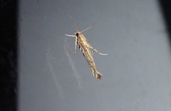 Stathmopoda plumbiflua