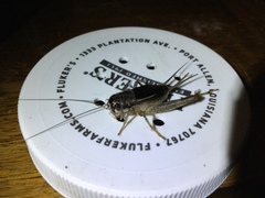 Velarifictorus micado