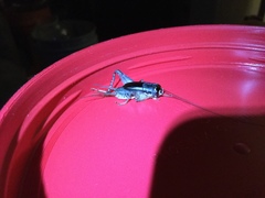 Velarifictorus micado