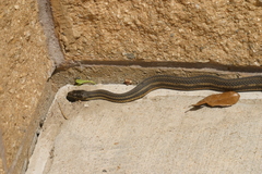 Nerodia clarkii clarkii