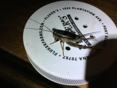 Velarifictorus micado