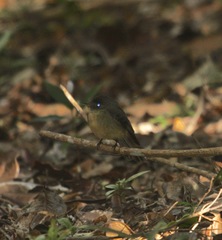 Contopus latirostris