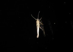 Stathmopoda plumbiflua