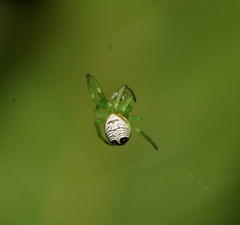 Bijoaraneus praesignis