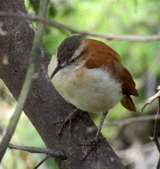 Furnarius leucopus cinnamomeus
