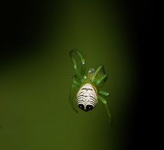 Bijoaraneus praesignis