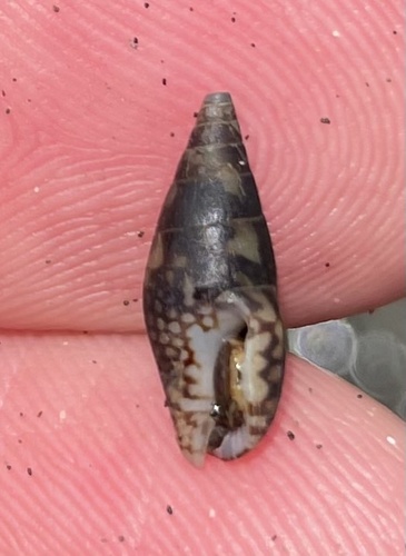 Mitrella guttata observed 2025-04-15