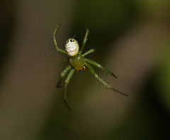 Bijoaraneus praesignis