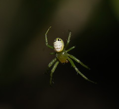 Bijoaraneus praesignis