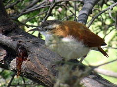 Furnarius leucopus cinnamomeus