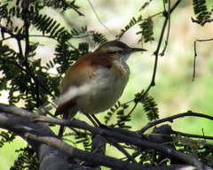 Furnarius leucopus cinnamomeus