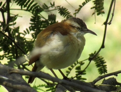 Furnarius leucopus cinnamomeus