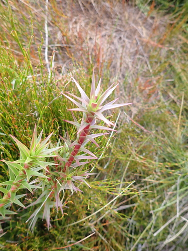 Image of Richea continentis by (c) Nina Kerr, some rights reserved (CC BY)