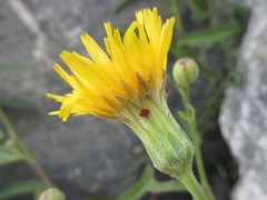 Sonchus brachyotus