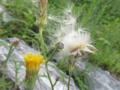 Sonchus brachyotus