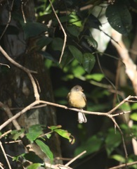 Contopus latirostris