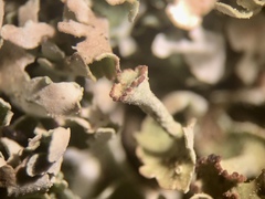 Cladonia mateocyatha
