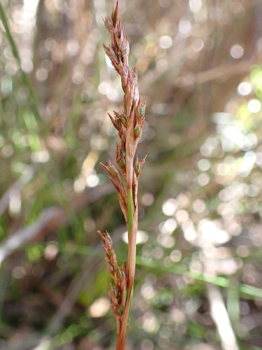 Machaerina gunnii observed 2025-04-16