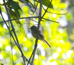 Contopus latirostris