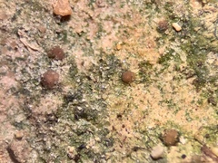 Brianaria bauschiana