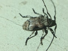 Sternidius mimeticus