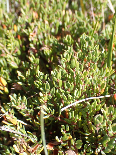 delicate bush-pea (Pultenaea tenella)
