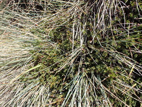 Image of Pultenaea tenella by (c) Nina Kerr, some rights reserved (CC BY)