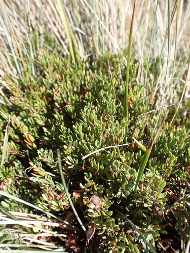 Image of Pultenaea tenella by (c) Nina Kerr, some rights reserved (CC BY)
