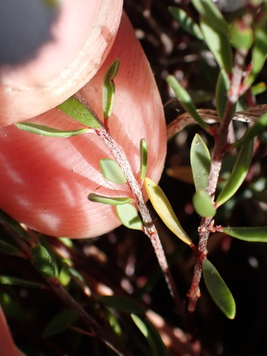 Image of Pultenaea tenella by (c) Nina Kerr, some rights reserved (CC BY)