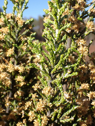 Image of Ozothamnus cupressoides by (c) Nina Kerr, some rights reserved (CC BY)