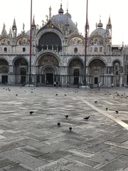 Columba livia domestica