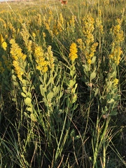 Solidago mollis