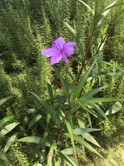 Ruellia simplex