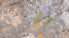Campanula intercedens
