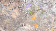 Campanula intercedens
