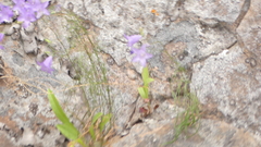 Campanula intercedens