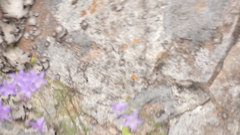 Campanula intercedens