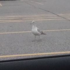 Larus argentatus
