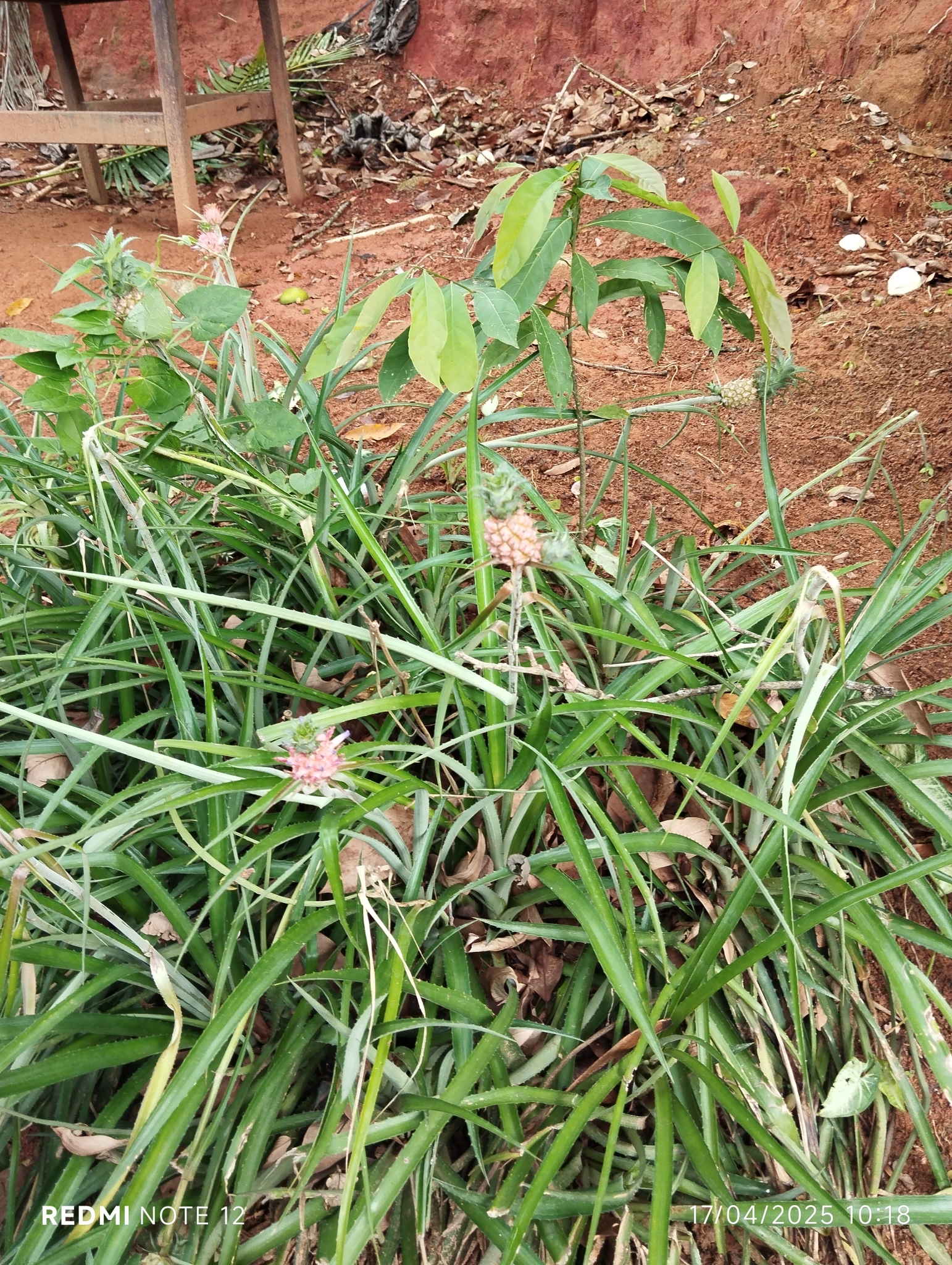 Ananas comosus
